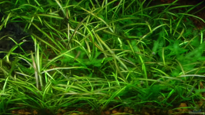 Echinodorus tellenus von Sabine Stark (11)