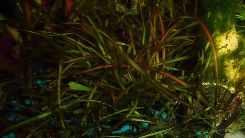 Echinodorus tellenus von Sabine Stark (12)