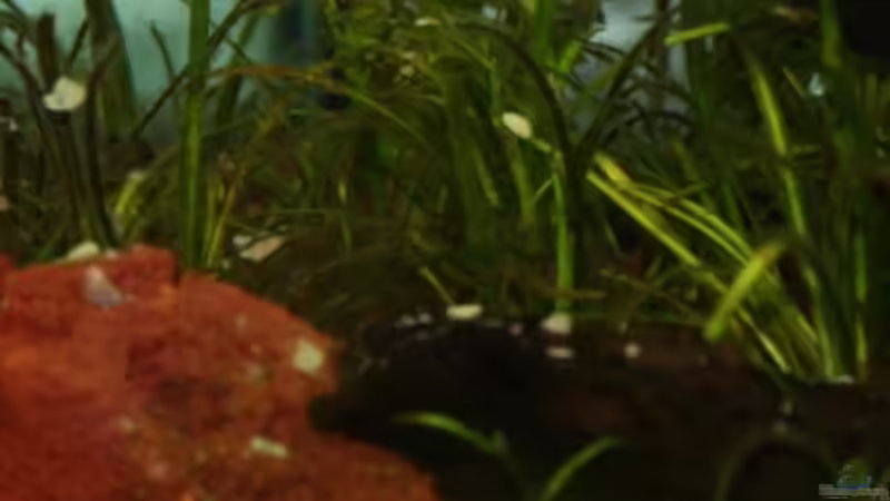 Echinodorus tenellus -  von Sabrina (5)