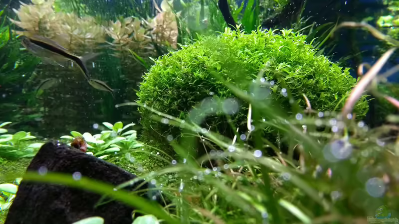 Echinodorus tenellus, dahinter Hemianthus glomeratus 17.02.2018 von C-NA (26)