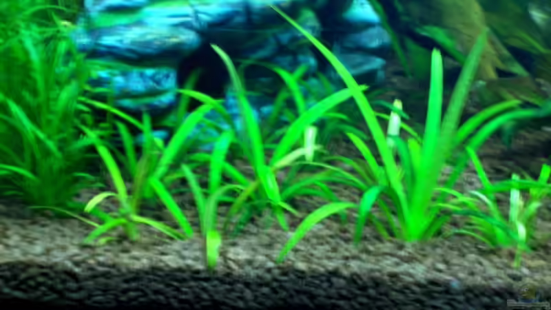 Echinodorus tenellus ( Grasartige Schwertpflanze )27.12.07 von Thomas Schmidt (15)