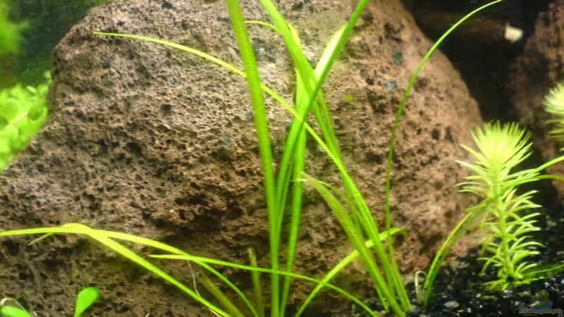 Echinodorus tenellus  von Jens Hug (5)