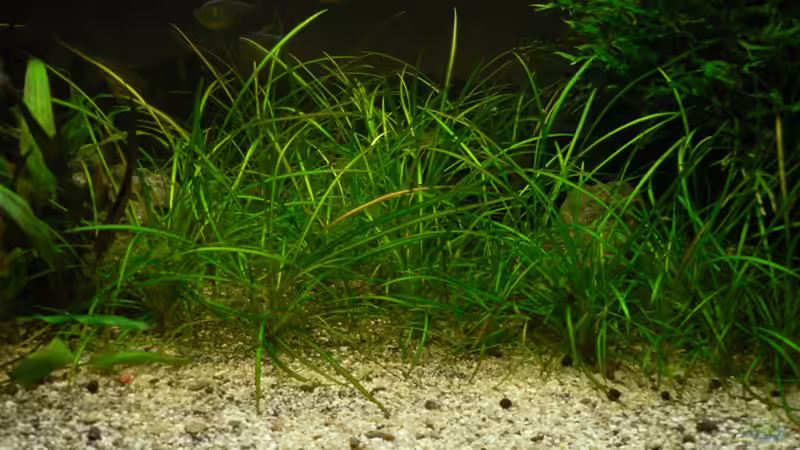 Echinodorus tenellus  von Zapfenmanderl (24)