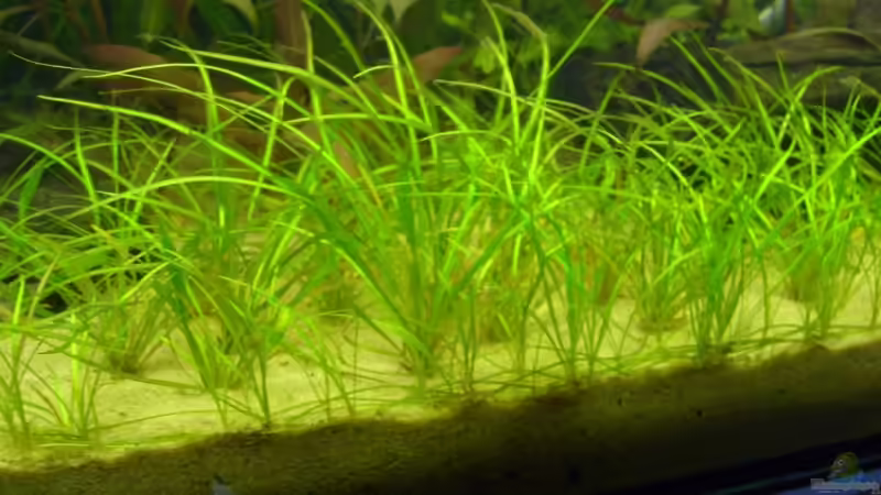 Echinodorus tenellus (4.6.2008) von Domi (12)