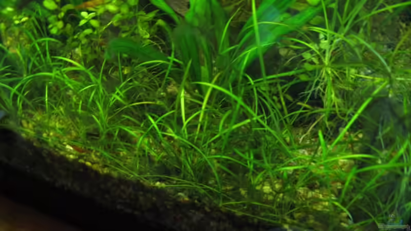 Echinodorus tenellus-Teppich von Marlone (9)