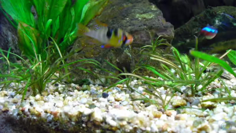 Echinodorus tenellus var. parvulus von FischfanAQ (9)