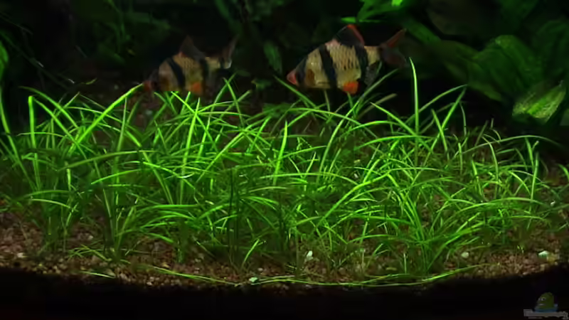 Echinodorus tenellus von Alexander Müller (10)