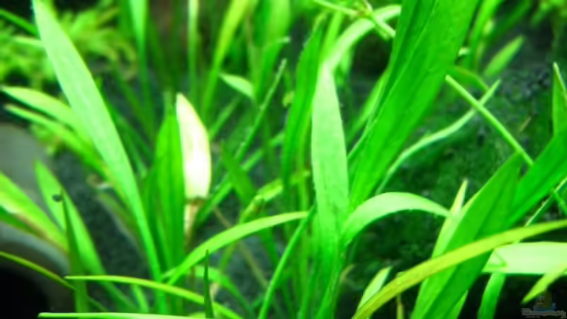 Echinodorus tenellus von Aquarium-Bochum (9)