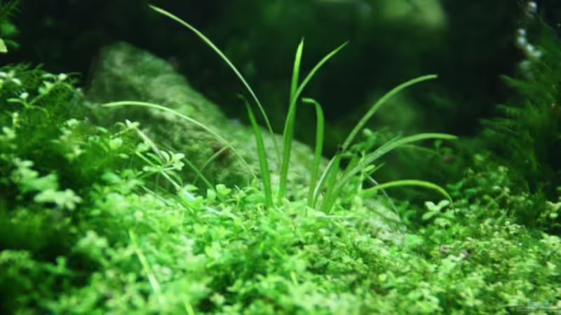 Echinodorus tenellus von Arami Gurami (11)