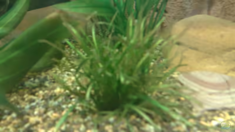 Echinodorus tenellus von Basti235 (8)