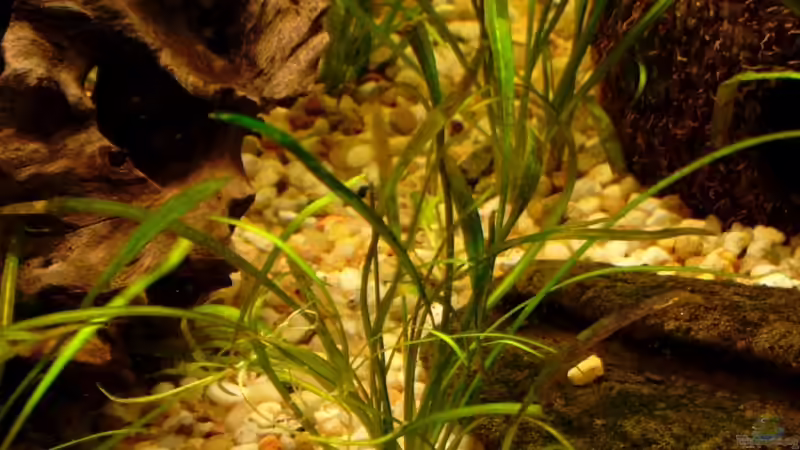 Echinodorus tenellus von Chris P. (5)