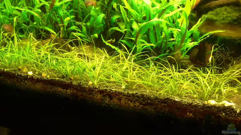 Echinodorus tenellus von derflo (10)