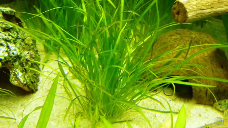 Echinodorus tenellus von Frank Wollenburg (10)