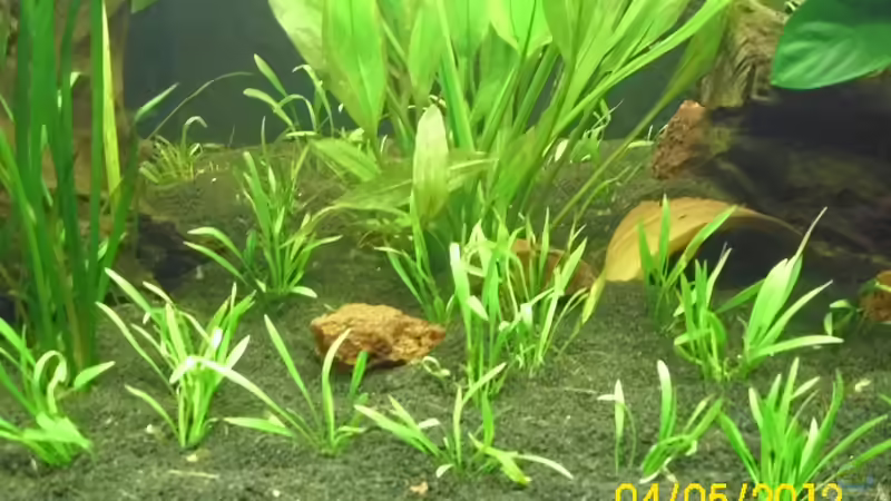 Echinodorus tenellus von Günther Kröger (22)