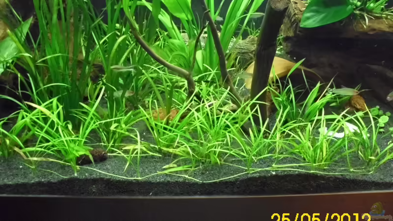 Echinodorus Tenellus von Günther Kröger (23)