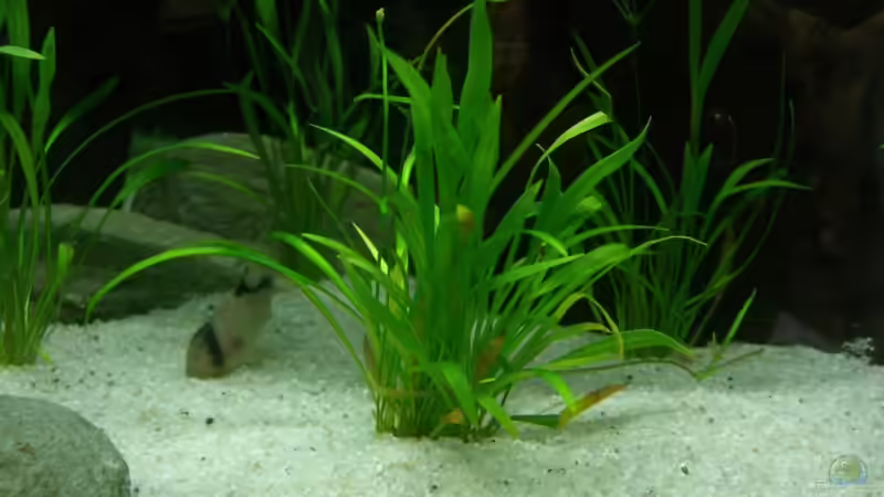 Echinodorus tenellus von Jörg Schneider (7)