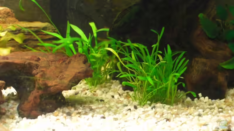 Echinodorus tenellus von Layu (4)