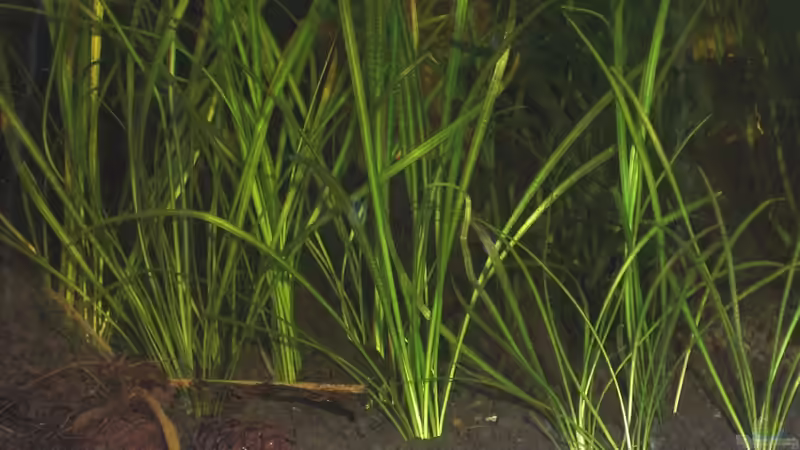 Echinodorus tenellus von Malawi TOM (7)