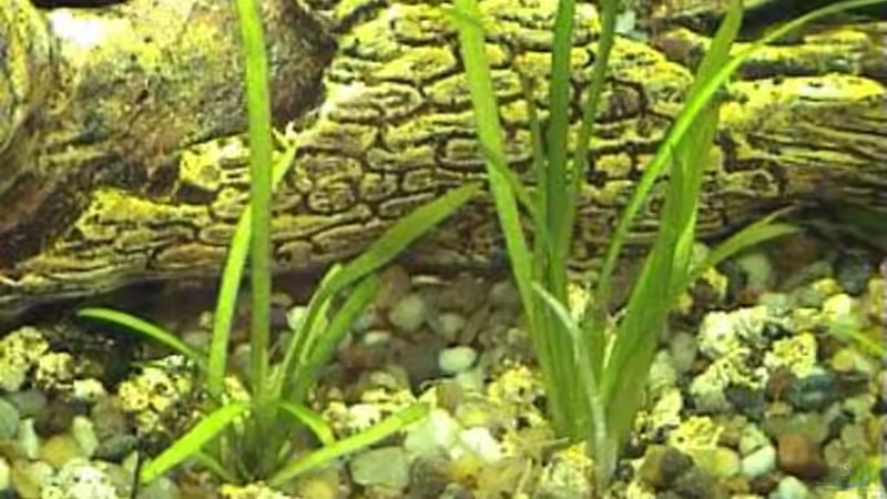 Echinodorus tenellus von Marco Schumacher (15)