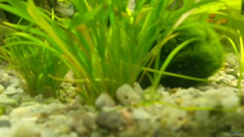 Echinodorus Tenellus von Mark S. (8)