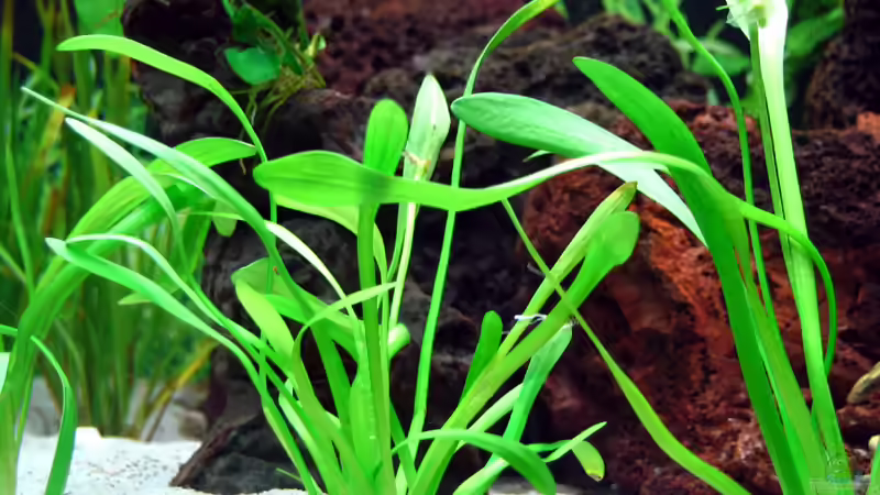 Echinodorus tenellus von Nicole Welz (5)