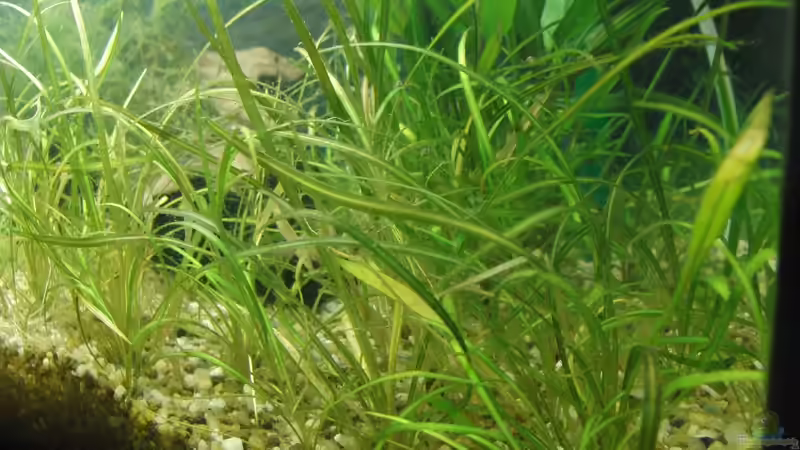 Echinodorus tenellus von Oberregenwurm (3)