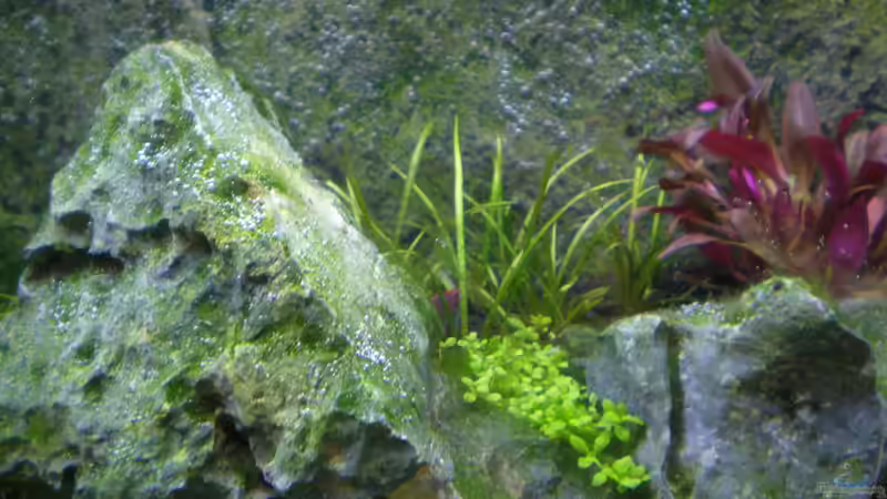 Echinodorus tenellus von Olaf R (7)