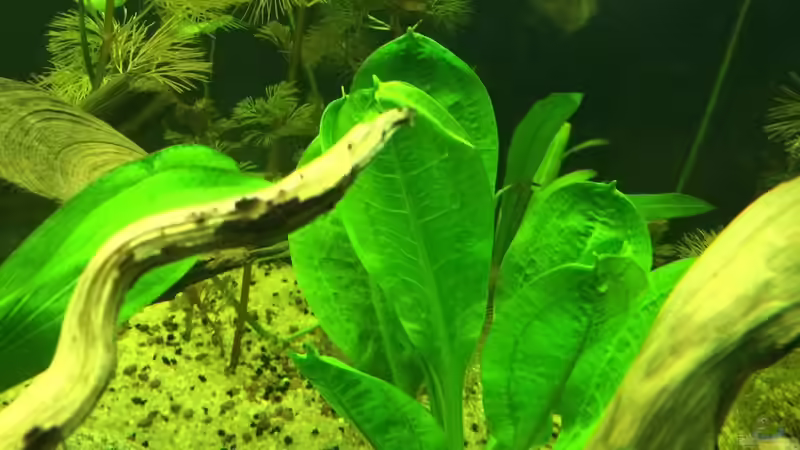 Echinodorus Tropica (Echinodorus parviflorus ´Tropica´) von Ragner (41)