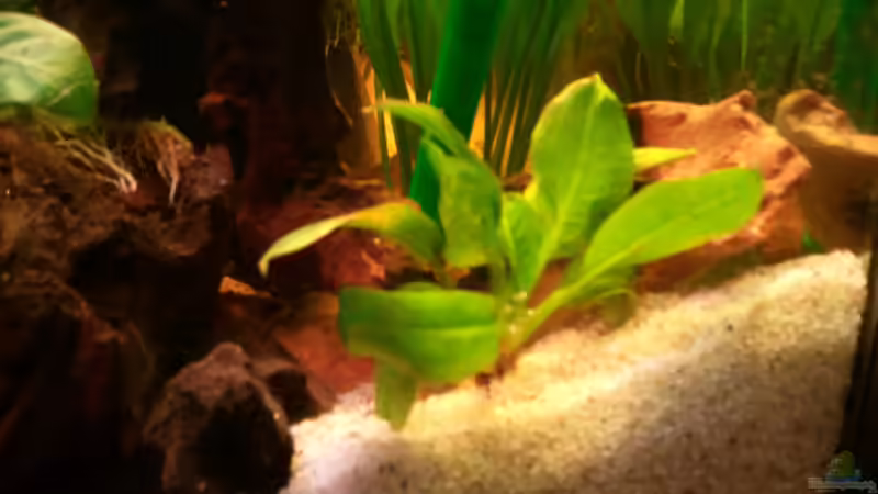 Echinodorus Tropica von Grek77 (10)