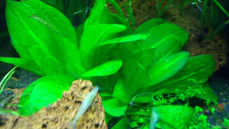 Echinodorus tropica von Harry Otterbach (4)