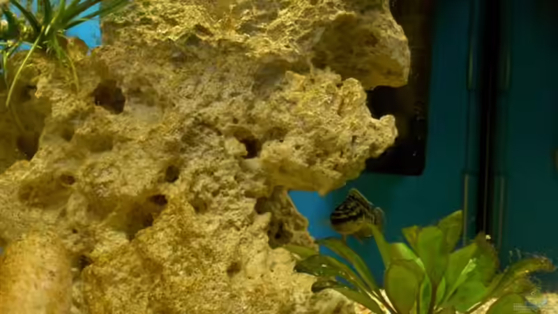 Echinodorus tropica von Kurt Kastl (3)