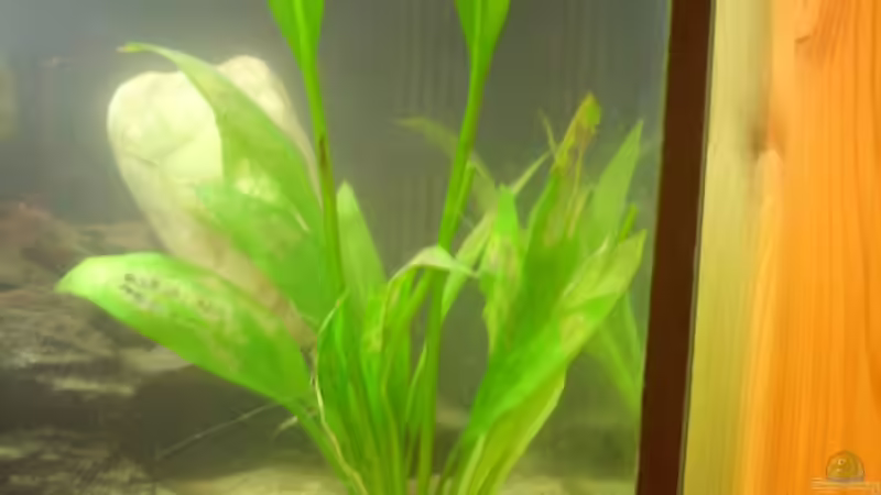 Echinodorus (unterhalb ist eine Düngekugel) von Exotist (17)