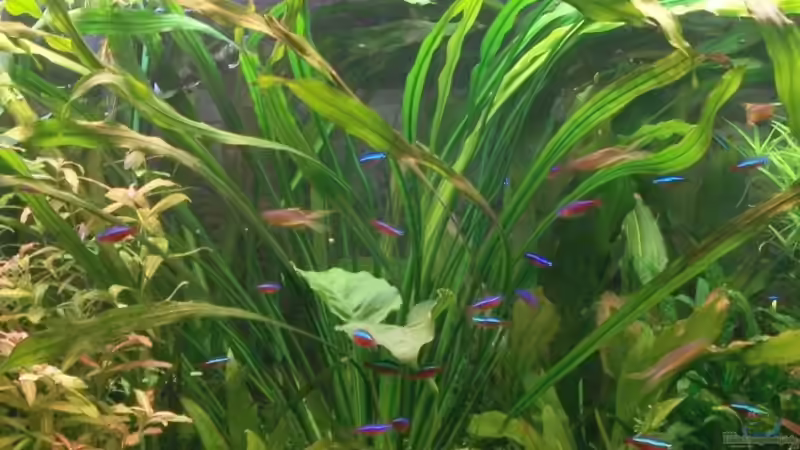 Echinodorus uruguayensis, 75 cm Blattlänge von Dieter Wiesmann (5)