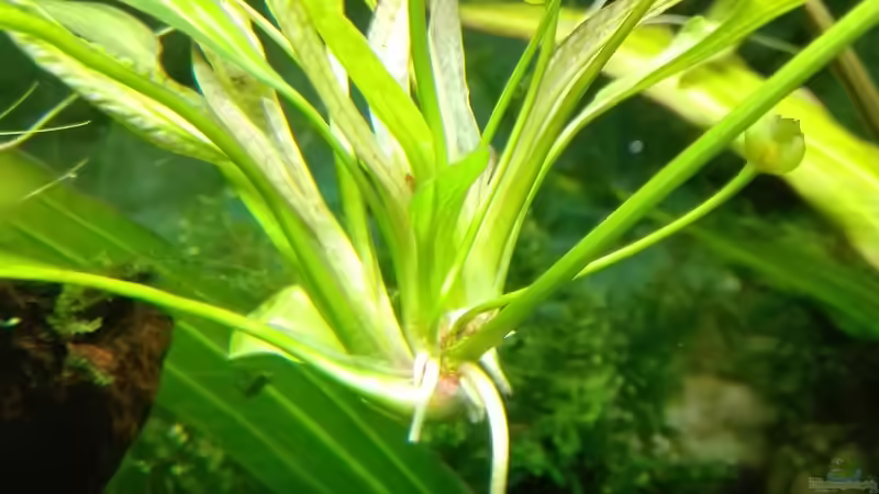 Echinodorus uruguayensis Ableger von Lance Hardwood (19)
