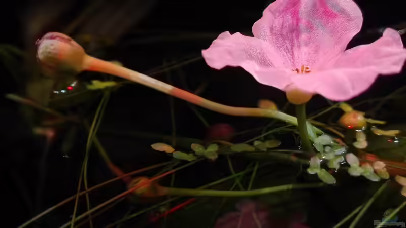 Echinodorus uruguayensis blüht wie Bolle von Lance Hardwood (21)