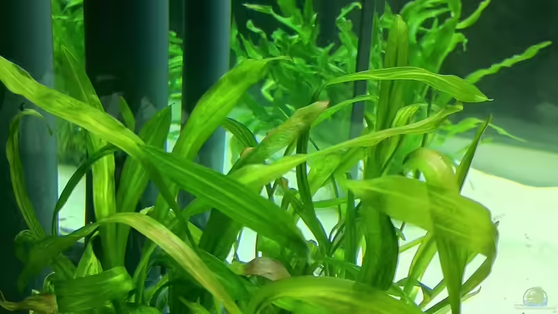 Echinodorus uruguayensis ´GABRIEL´ von me8210 (9)