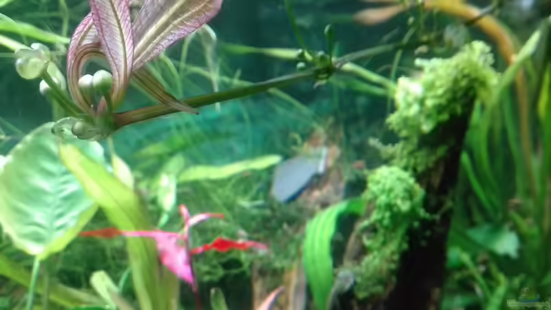 Echinodorus uruguayensis vermehrt sich wie Wasserlinsen von Lance Hardwood (14)