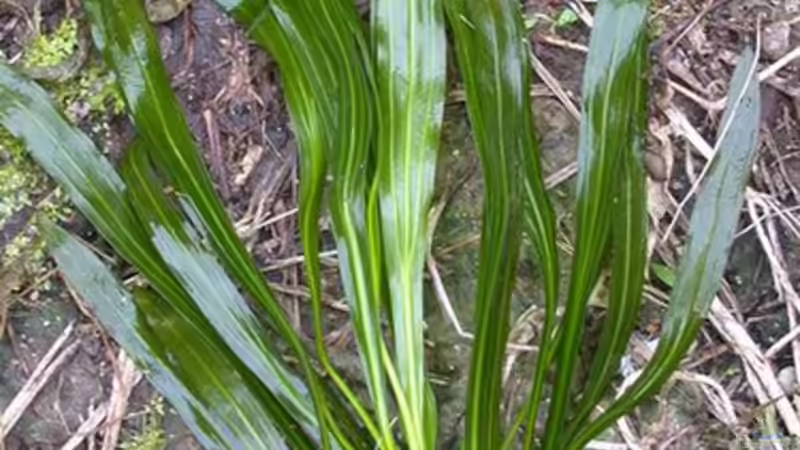 Echinodorus uruguayensis von Didi (28)