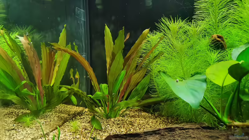 Echinodorus uruguayensis von Fischsuppe (8)