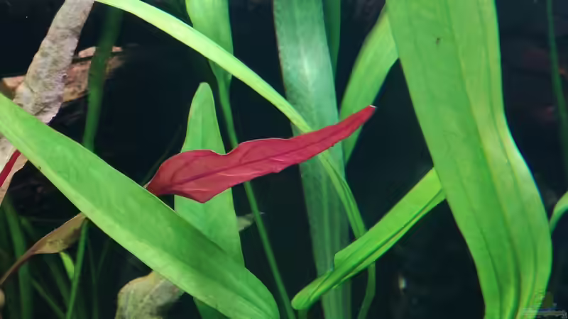 Echinodorus uruguayensis von Lance Hardwood (38)