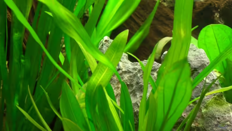 Echinodorus uruguayensis von Marc (4)