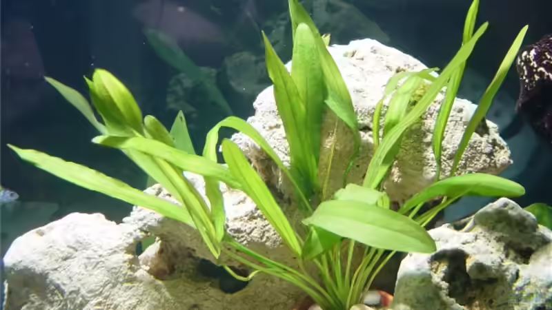 Echinodorus uruguayensis von Robert Schlecht (8)