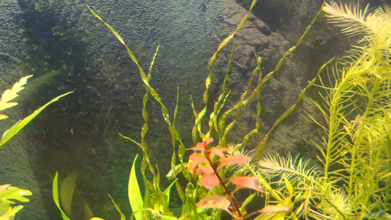 Echinodorus vesuvius (im Hintergrund) Foto vom: 26.03.13 von Christian Heitmann (12)