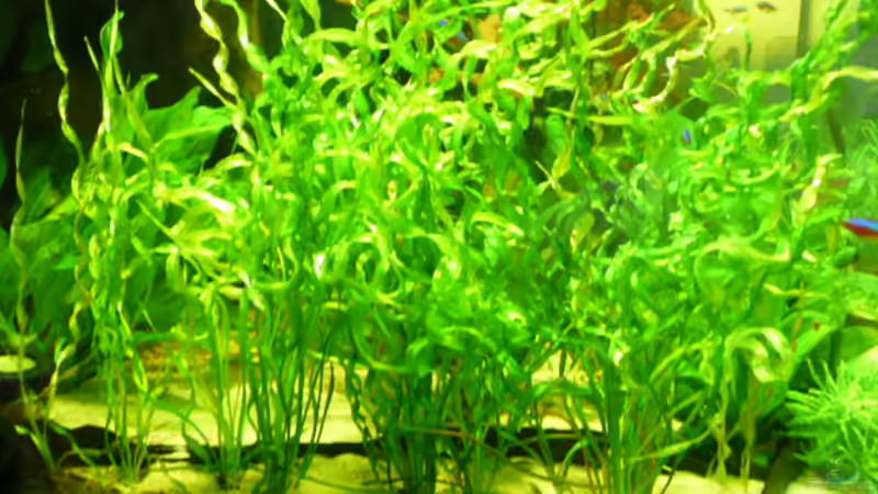 Echinodorus `Vesuvius´ von Josef Schachtner (8)