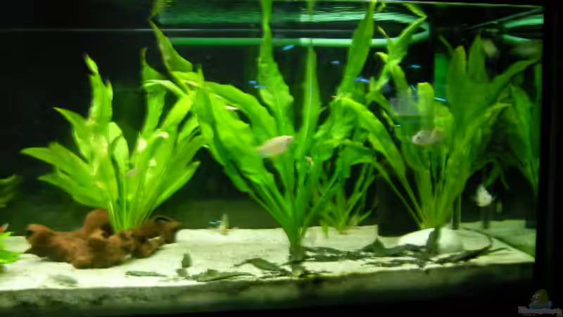 echinodorus von Alex Schmid (10)