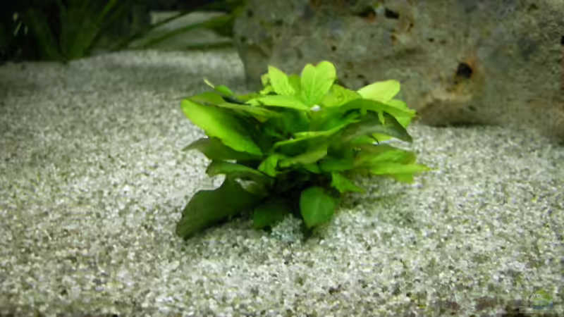 echinodorus von Alex Schmid (9)