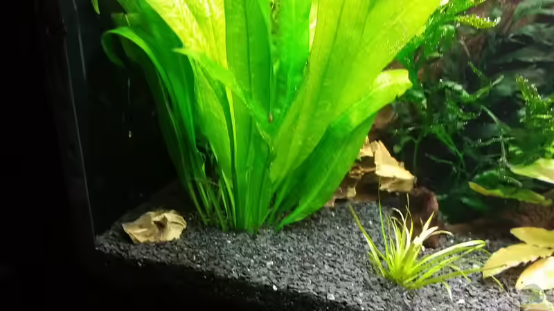 Echinodorus von Anna-RS (5)