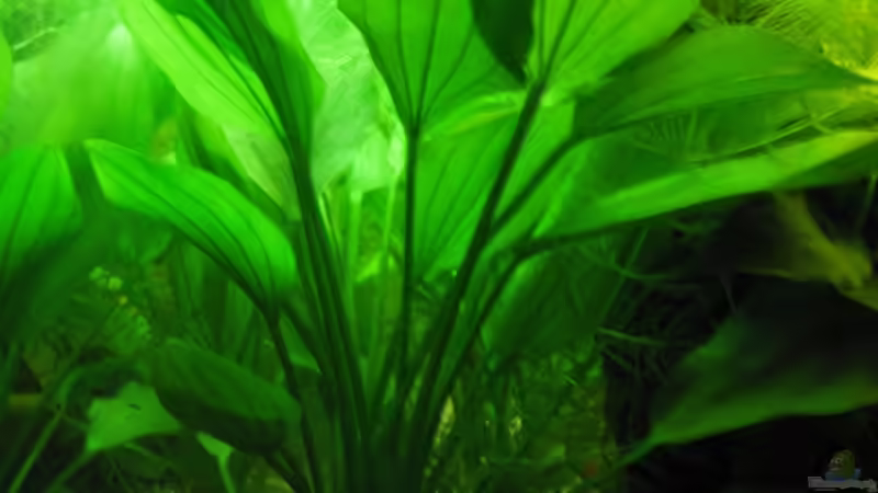 Echinodorus von aquatommy (8)