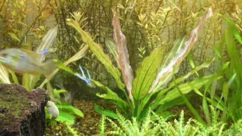 Echinodorus? von CPeters (4)