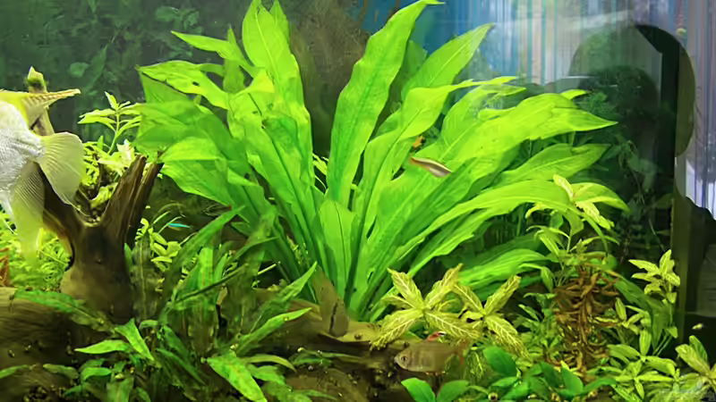 Echinodorus von Dani7 (5)